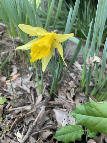 Daffodil